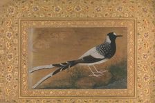 Spotted Forktail, Folio from the Shah Jahan Album, recto: ca. 1610-15; verso ca. 1540. Creator: Abu al-Hasan