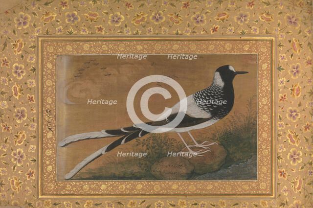 Spotted Forktail, Folio from the Shah Jahan Album, recto: ca. 1610-15; verso ca. 1540. Creator: Abu al-Hasan.