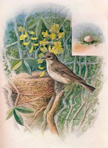 Spotted Fly-Catcher - Muscic'apa gris'ola c1910, (1910). Artist: George James Rankin