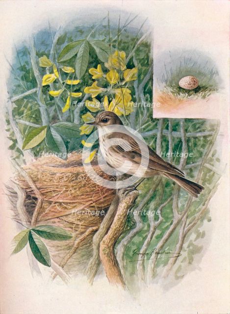 'Spotted Fly-Catcher - Muscic'apa gris'ola', c1910, (1910). Artist: George James Rankin.