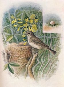 Spotted Fly-Catcher - Muscic'apa gris'ola c1910, (1910). Artist: George James Rankin