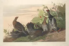 Spotted Grous, 1833. Creator: Robert Havell