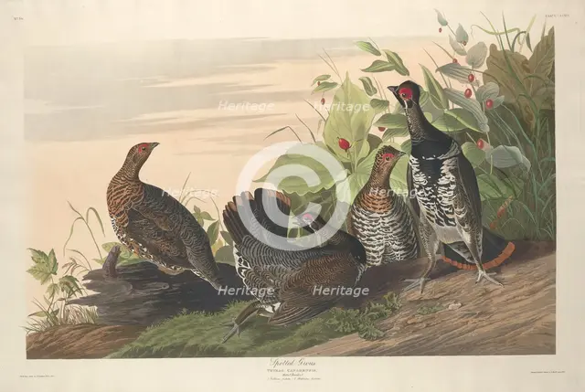 Spotted Grous, 1833. Creator: Robert Havell.