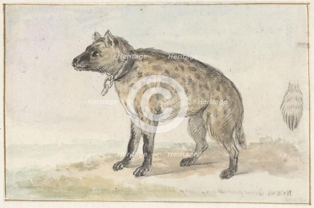 Spotted hyena, 1767-1769. Creator: Aert Schouman.