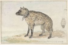 Spotted hyena, 1767-1769. Creator: Aert Schouman
