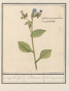 Spotted Lungwort (Pulmonaria officinalis), 1596-1610. Creators: Anselmus de Boodt, Elias Verhulst