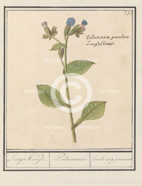 Spotted Lungwort (Pulmonaria officinalis), 1596-1610. Creators: Anselmus de Boodt, Elias Verhulst.