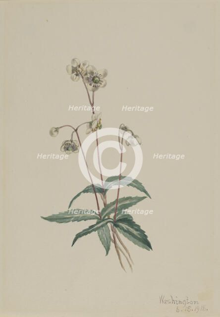 Spotted Pipsissewa (Chimaphila maculata), 1918. Creator: Mary Vaux Walcott.