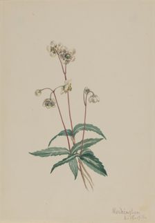 Spotted Pipsissewa (Chimaphila maculata), 1918. Creator: Mary Vaux Walcott