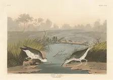 Spotted Sandpiper, 1836. Creator: Robert Havell