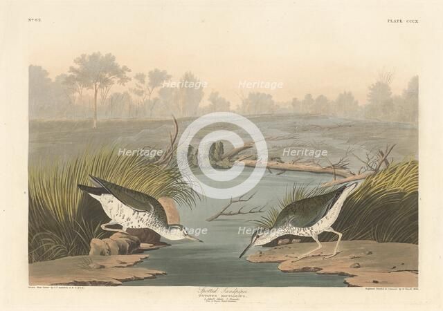 Spotted Sandpiper, 1836. Creator: Robert Havell.