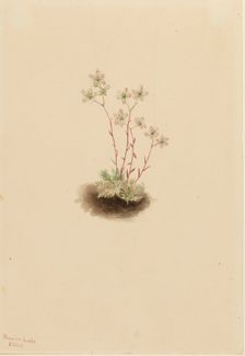 Spotted Saxifrage (Saxifraga bronchialis), 1903. Creator: Mary Vaux Walcott
