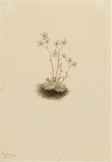 Spotted Saxifrage (Saxifraga bronchialis), 1903. Creator: Mary Vaux Walcott