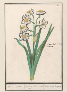 Spray Daffodil (Narcissus), 1596-1610. Creators: Anselmus de Boodt, Elias Verhulst