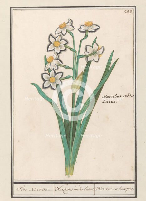 Spray Daffodil (Narcissus), 1596-1610. Creators: Anselmus de Boodt, Elias Verhulst.