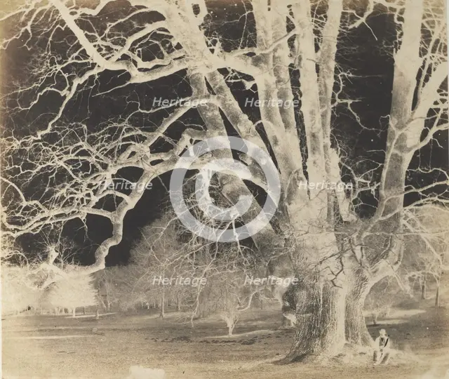 Spreading Oak with Seated Figure, 1850s. Creator: Unknown.