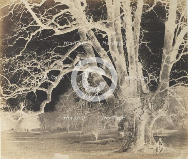 Spreading Oak with Seated Figure, 1850s. Creator: Unknown.