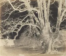 Spreading Oak with Seated Figure, 1850s. Creator: Unknown