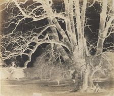 Spreading Oak with Seated Figure, 1850s. Creator: Unknown