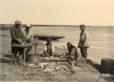 Spreading of fish, 1909. Creator: Nikolai Georgievich Katanaev