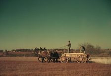 Spreading fertilizer from 4-mule team wagon, Georgia, ca. 1940. Creator: Marion Post Wolcott
