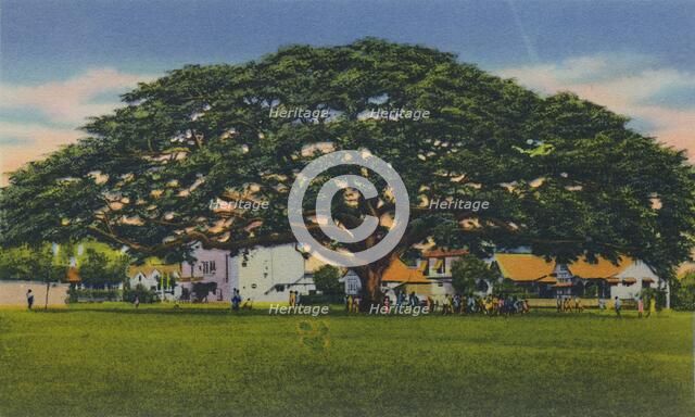 'Spreading Samoan Tree, Trinidad, B.W.I.', c1940s. Creator: Unknown.