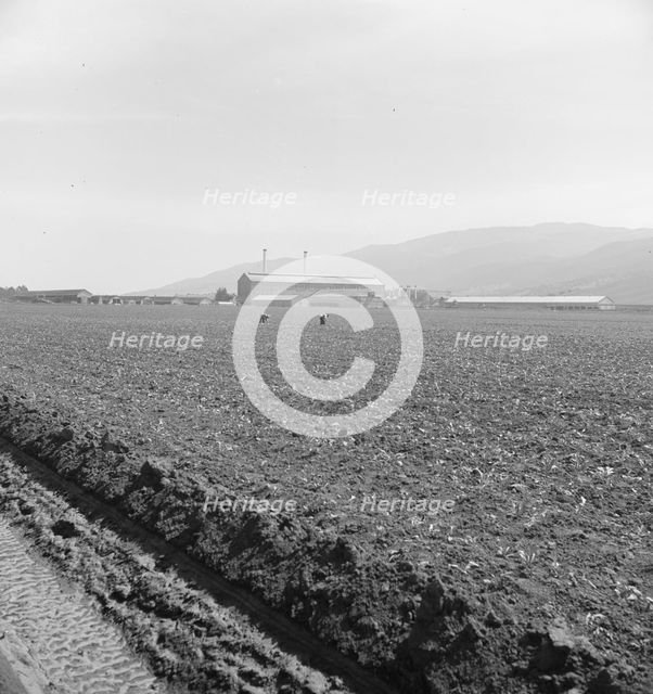Spreckels sugar factory and sugar beet field, Monterey County, California, 1939. Creator: Dorothea Lange.