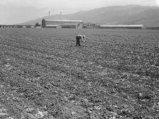 Spreckels sugar factory and sugar beet field, Monterey County, California, 1939. Creator: Dorothea Lange