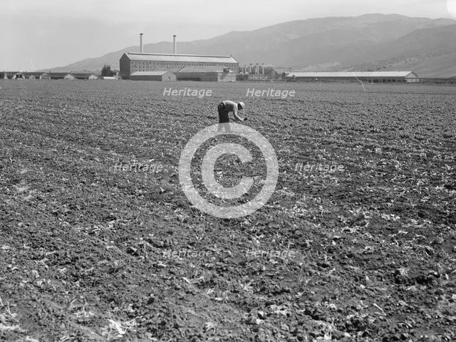 Spreckels sugar factory and sugar beet field, Monterey County, California, 1939. Creator: Dorothea Lange.
