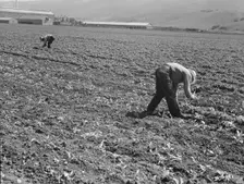Spreckels sugar factory and sugar beet field, Monterey County, California, 1939. Creator: Dorothea Lange