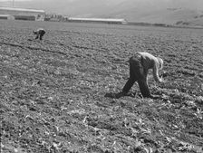 Spreckels sugar factory and sugar beet field, Monterey County, California, 1939. Creator: Dorothea Lange