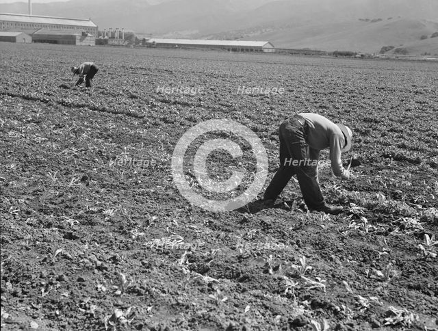 Spreckels sugar factory and sugar beet field, Monterey County, California, 1939. Creator: Dorothea Lange.