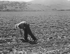 Spreckels sugar factory and sugar beet field, Monterey County, California, 1939. Creator: Dorothea Lange