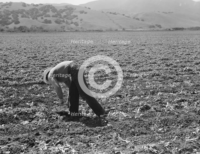 Spreckels sugar factory and sugar beet field, Monterey County, California, 1939. Creator: Dorothea Lange.