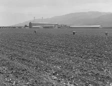 Spreckels sugar factory and sugar beet field, Monterey County, California, 1939. Creator: Dorothea Lange