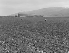 Spreckels sugar factory and sugar beet field, Monterey County, California, 1939. Creator: Dorothea Lange