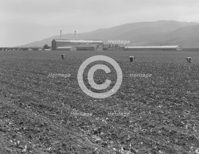 Spreckels sugar factory and sugar beet field, Monterey County, California, 1939. Creator: Dorothea Lange.