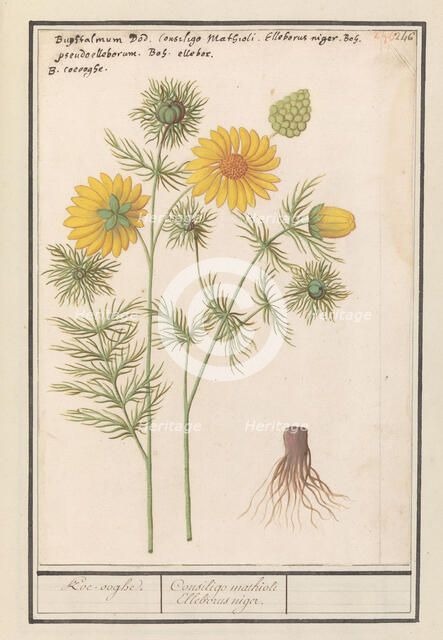 Spring Adonis (Adonis vernalis), 1596-1610. Creators: Anselmus de Boodt, Elias Verhulst.