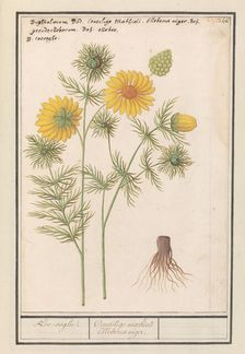 Spring Adonis (Adonis vernalis), 1596-1610. Creators: Anselmus de Boodt, Elias Verhulst