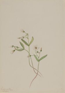 Spring Beauty (Claytonia lanceolata), 1916. Creator: Mary Vaux Walcott