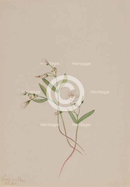 Spring Beauty (Claytonia lanceolata), 1916. Creator: Mary Vaux Walcott.