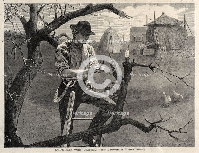 Spring Farm Work - Grafting, 1870. Creator: Winslow Homer (American, 1836-1910).
