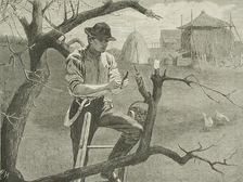 Spring Farm Work - Grafting, 1870. Creator: Unknown