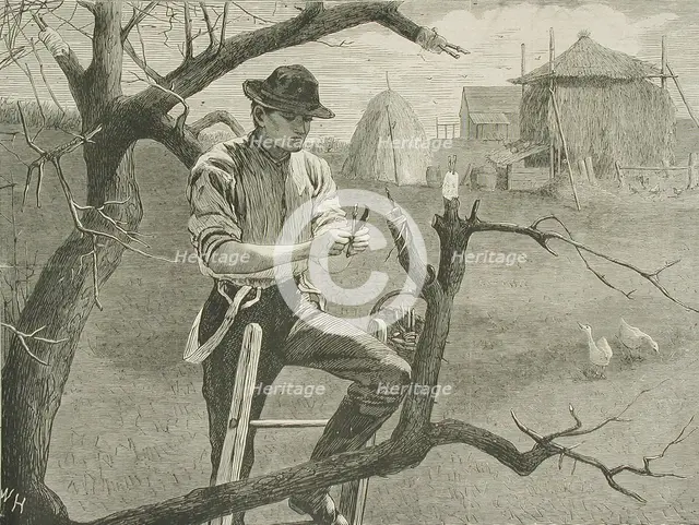 Spring Farm Work - Grafting, 1870. Creator: Unknown.