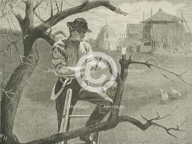 Spring Farm Work - Grafting, 1870. Creator: Unknown.