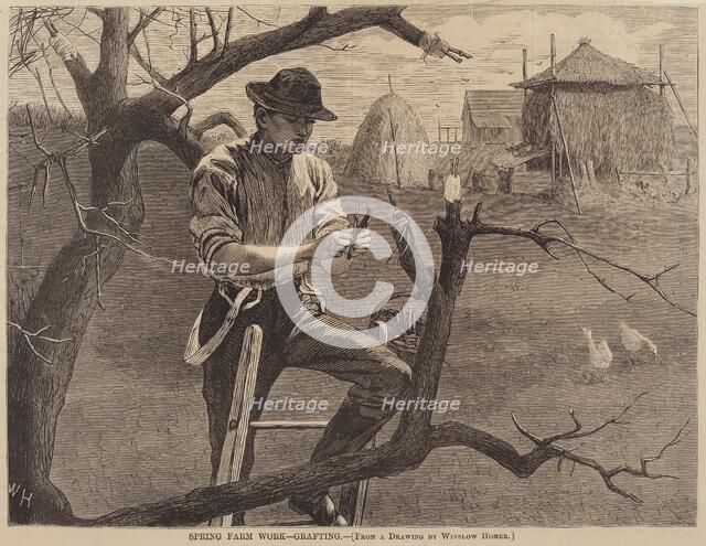 Spring Farm Work - Grafting, published 1870. Creator: Winslow Homer.