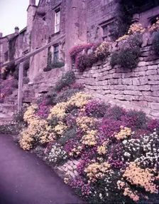 Spring flowers, Blockley, Gloucestershire, c1955. Creator: Arthur Charles Kirby Ware