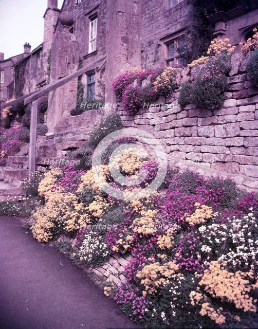 Spring flowers, Blockley, Gloucestershire, c1955. Creator: Arthur Charles Kirby Ware.