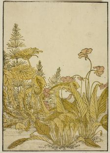 Spring Flowers: Violets and Dandelions, from the book "Mirror of Beautiful Women of the..., 1776. Creator: Shunsho