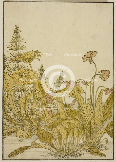 Spring Flowers: Violets and Dandelions, from the book "Mirror of Beautiful Women of the..., 1776. Creator: Shunsho.